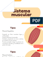 Sistema Muscular