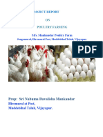 Poultry Broiler Farming