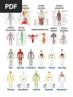 Cuerpo Humano Con Codigos Sagrados