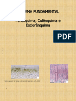 Aula - Parenquima, Colenquima, Esclerenquima