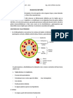 Histologia Vegetal 2011-Anatomia Tallo Flor Semilla