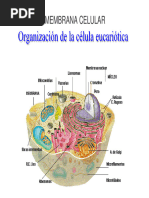 Organelos Celulares