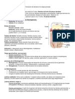 Odontogénesis, Recambio y Erupción Dentaria Guia Andrea