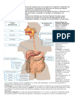 Sistema Digestivo