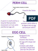 Specialised Cell Fact Sheets