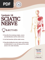 L18 - Sciatic Nerve