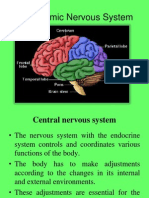 Autonomic Nervous System (Physiology)