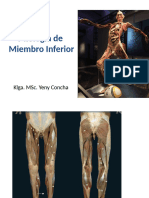 Miología MMII 2024