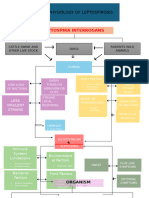 Pathophysiology of Leptospirosis