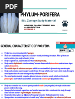 Phylum Porifera