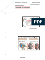 01 - Desarrollo Embrionario Del Sist Cardiovascular