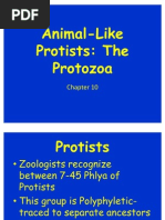 Zoology CH 8 Animal Like Pro Tists