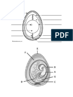 Amniotic Egg - Blank Diagrams