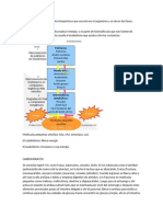 Metabolismo Son Los Cambios Bioquímicos Que Ocurren en El Organismo y Se Da en Dos Fases