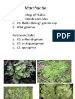 Marchantia