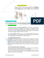 12 Boca Faringe Esofago Glandulas Salivales Menores y Mayores