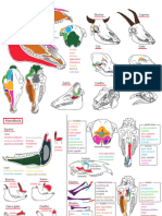 Figuras para Osteologia