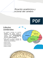 Clasificación Anatómica y Funcional Del Cerebro