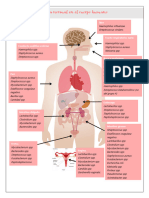 Esquema Biota Normal y Biota Patogena