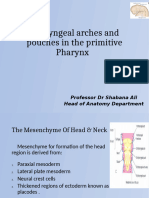 Pharyngeal Arches and Pouches