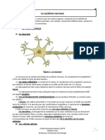 Systeme Nerveux