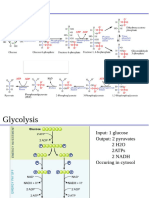 Glycolysis