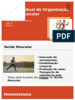 Nível Tecidual de Organização - Tecido Muscular