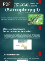 Clase (Sarcopterygii) OFICIAL