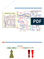 02 - Metabolismo Energetico