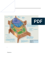 MBG 113 - Lab4 - Plant Cells and Organeles
