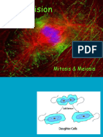 Cell Division Mitosis Meiosis