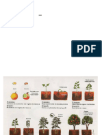 Universidade Estadual Da Paraíba - Uepb - : Manejo Ecológico de Pragas e Doenças