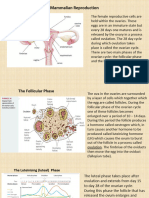 Mammalian Reproduction
