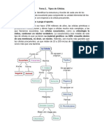 Estructura Celula Eucarionte