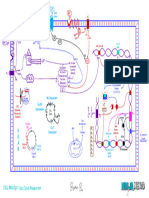 Cell Cycle Regulation (1) Atf