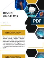 Chapter 4 Brain Anatomy