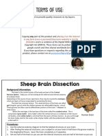 Sheep Brain Dissection Lab