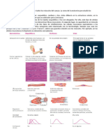 Sistema Muscular