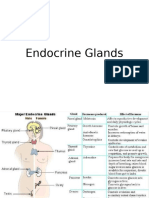 Endocrine System Glands