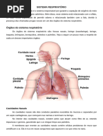 Sistema Respiratório