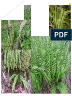 Pteridophytes