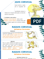 Raquis Cervical