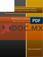 Xdoc - MX Musculo Esqueletico