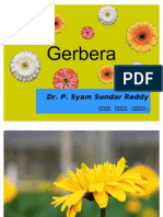 Gerbera