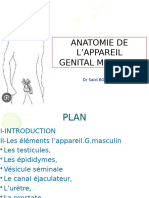 4 - Anatomie Appareil Génital Masculin