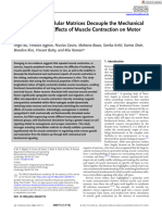 Adv Healthcare Materials - 2024 - Bu - Actuating Extracellular Matrices Decouple The Mechanical and Biochemical Effects of