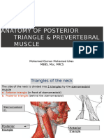 Posterior Tringle, Prevertebral Muscle