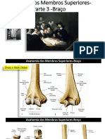 aNATOMIA DOS MEMBR SUP_ BRAÇO_2015