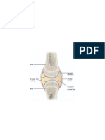 Synovial Joints