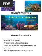 Phylum Porifera